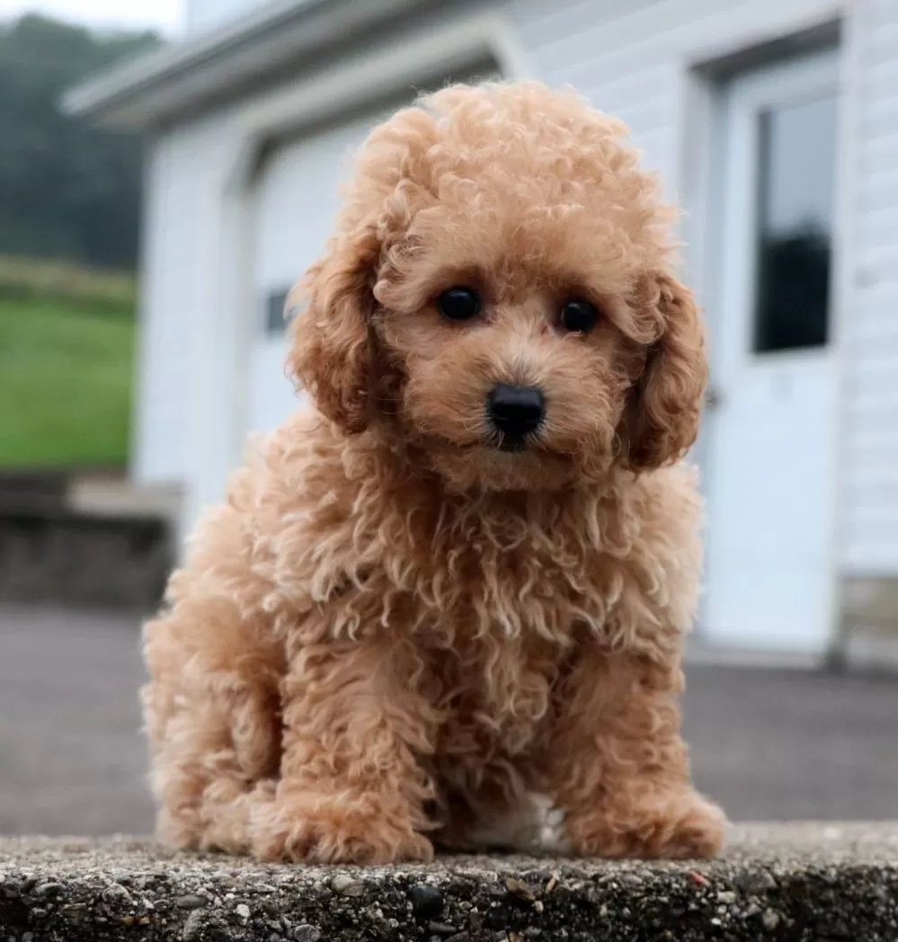 Mini Poodle