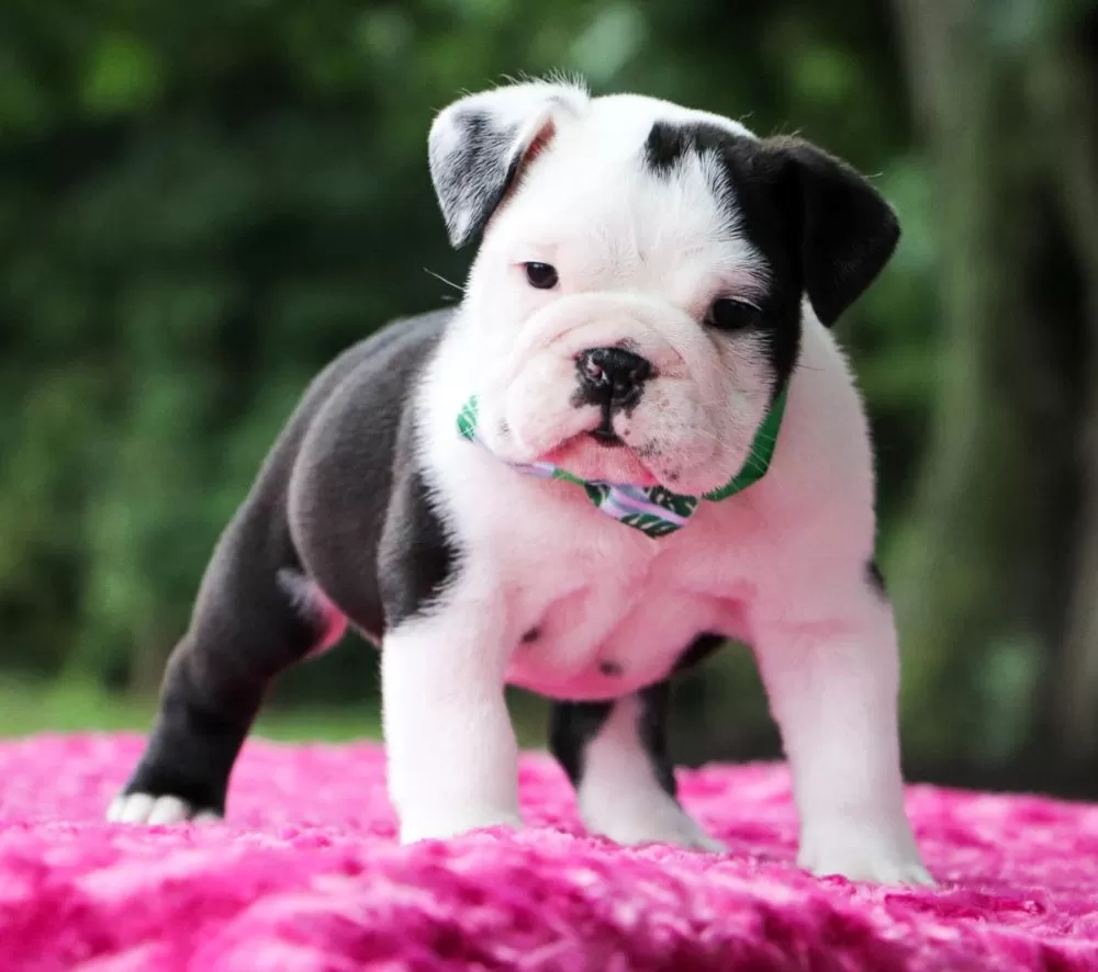 English Bulldog