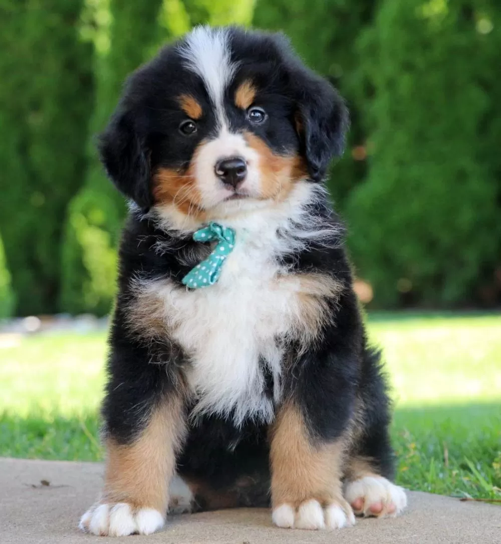 Bernese Mountain Dog