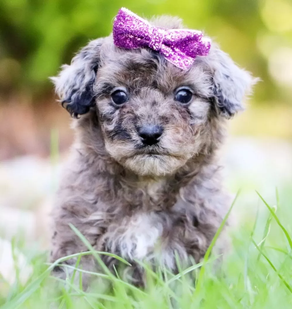 Toy Poodle