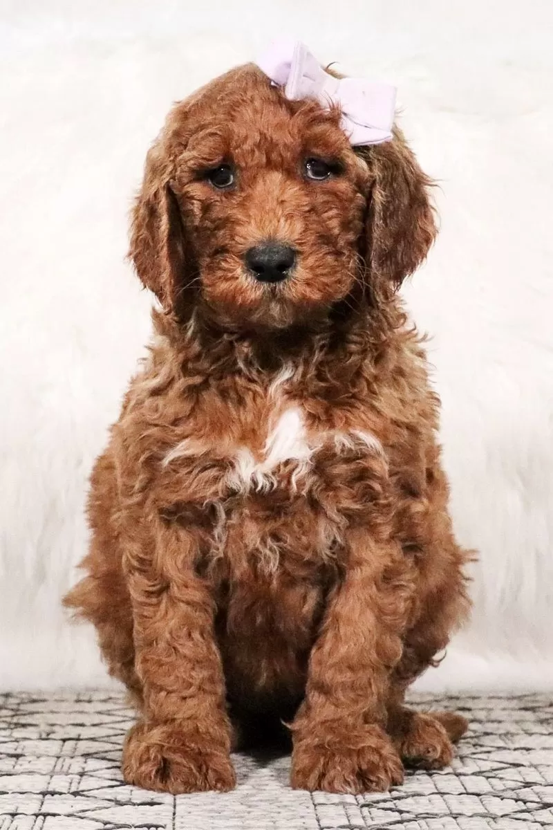 Goldendoodle