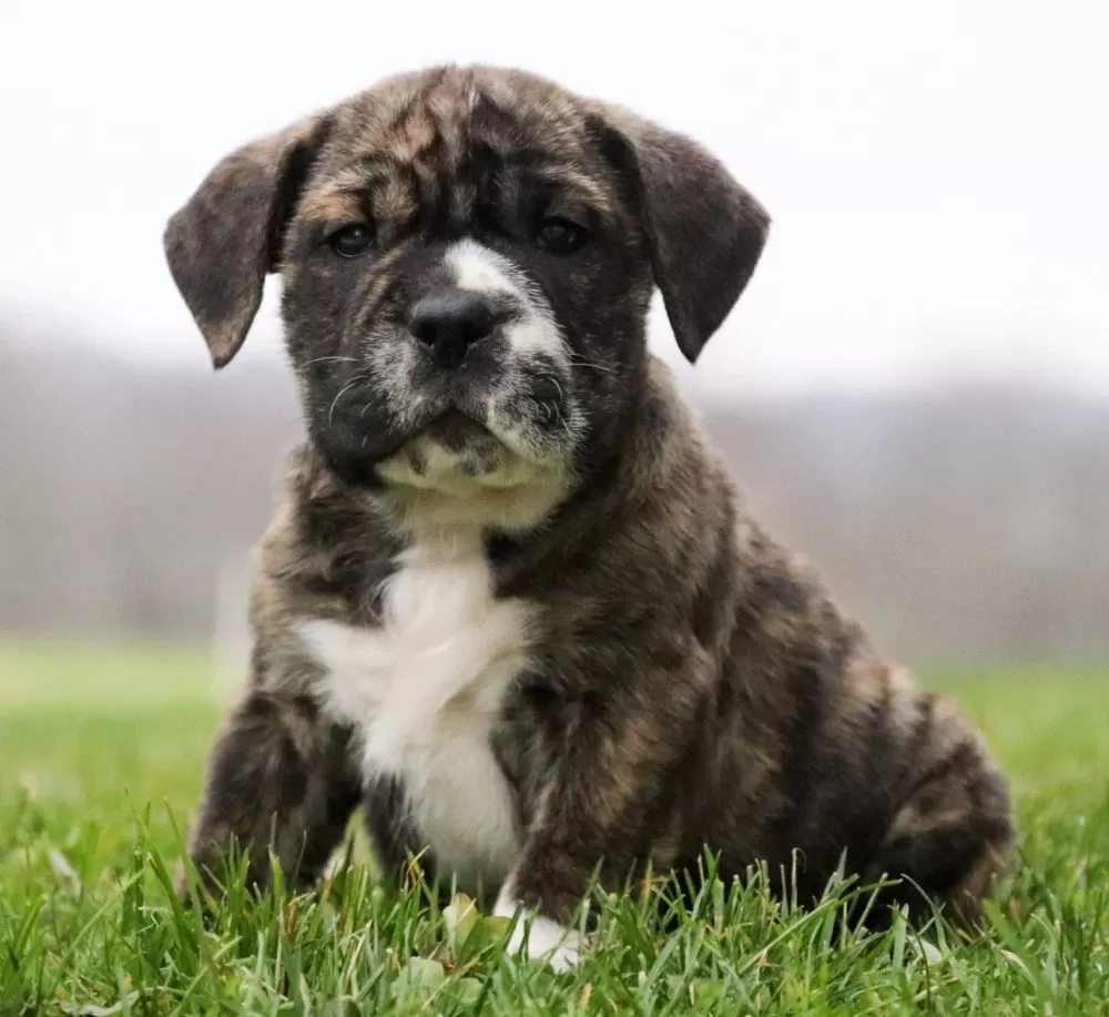 English Bulldog Hybrid