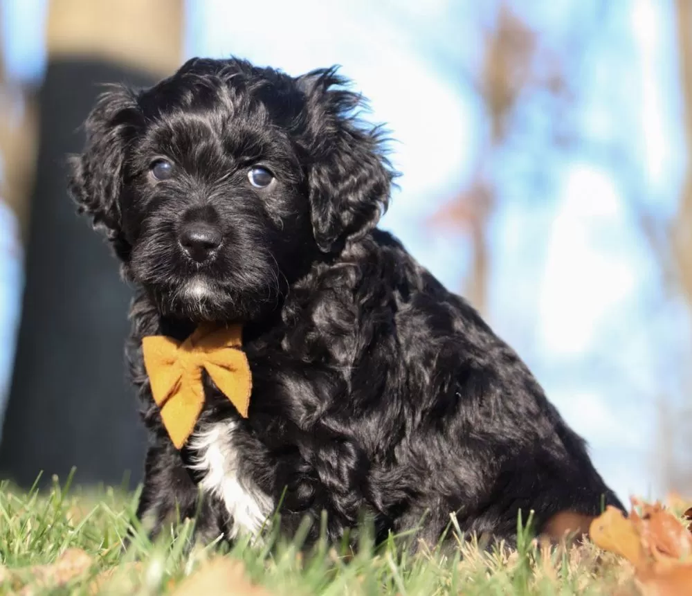 Portuguese Water Dog