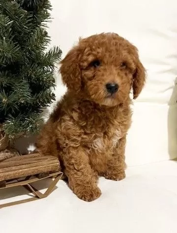 Mini Goldendoodle