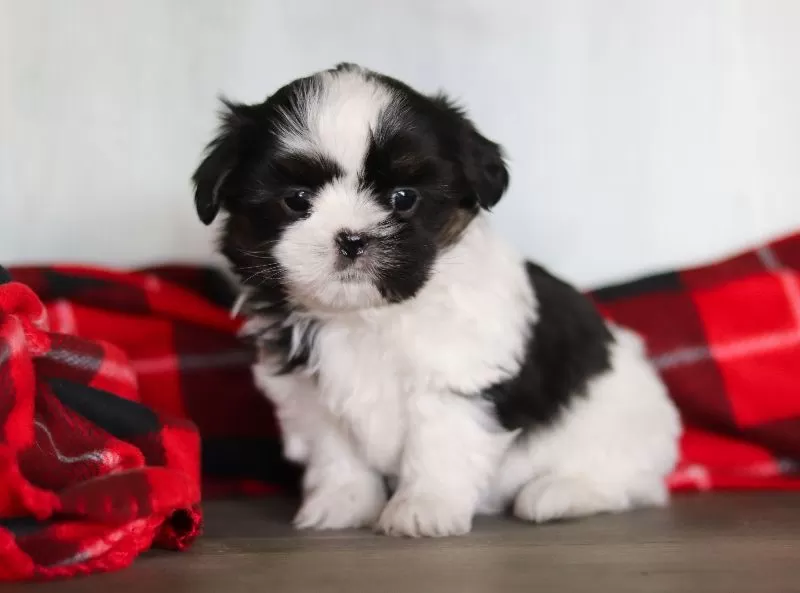 Puppy Name: Sally