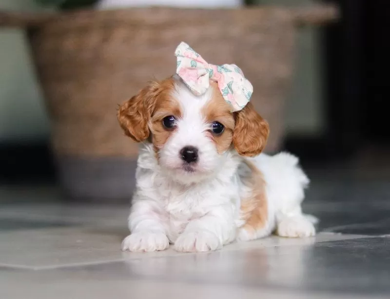 Puppy Name: Bella