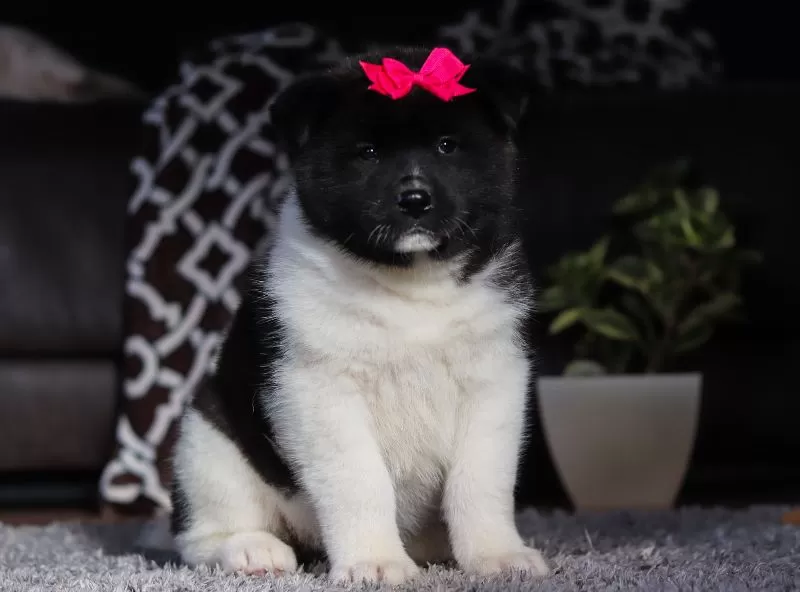 Maisie