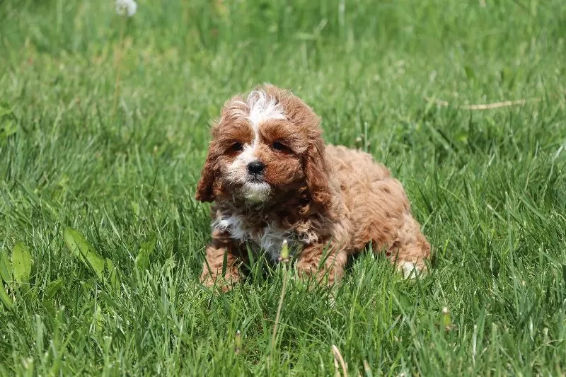 Winston