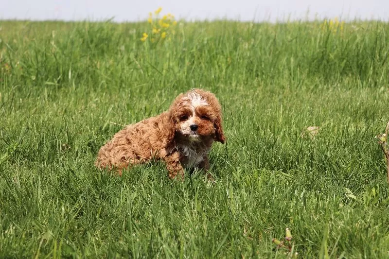 Winston