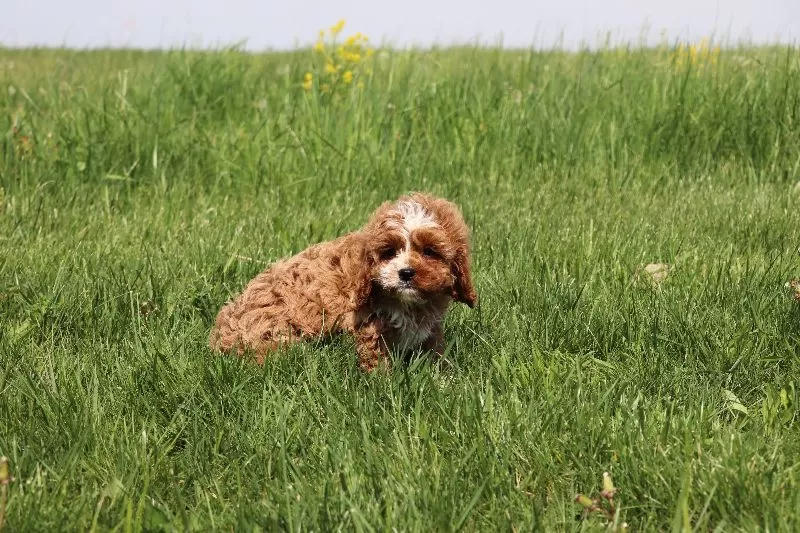 Winston